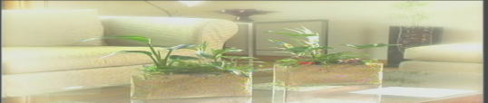 観葉植物(ウォーターサンド)