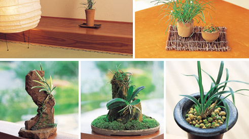 ガーデニング植付事例